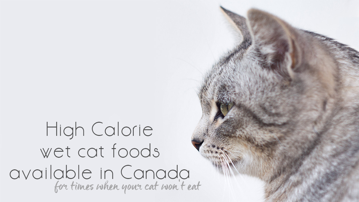 hills high calorie cat food