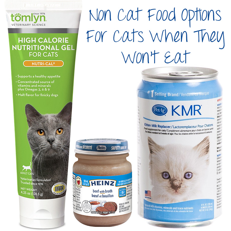 High Calorie Alternatives to Hills A/D For Feeding Your Underweight Cat