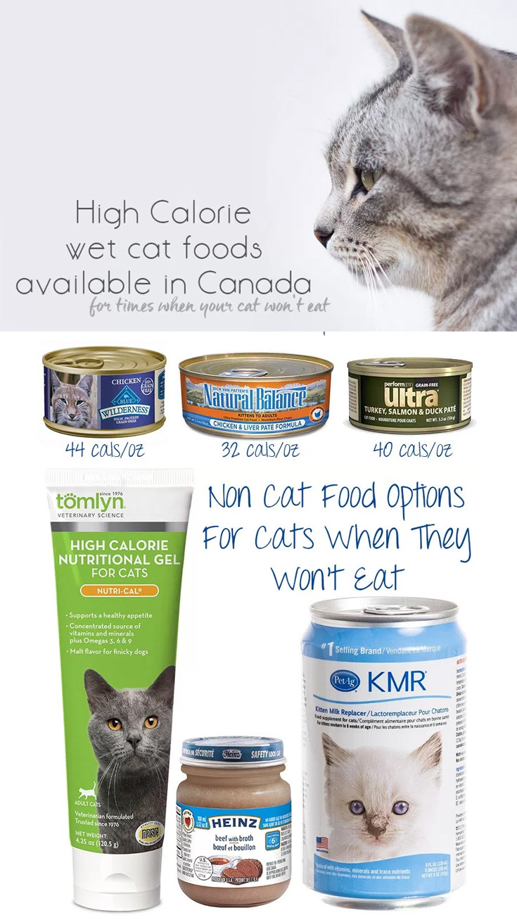 Alternatives to Hills AD for times when you cat won't eat how to get